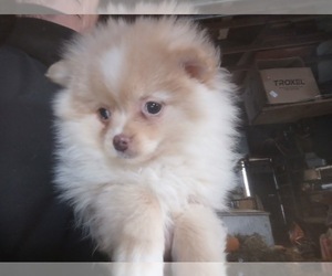 Pomeranian Puppy for sale in SPOTSYLVANIA, VA, USA