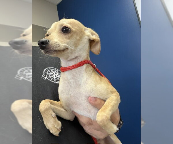 Medium Photo #1 Chihuahua-Unknown Mix Puppy For Sale in Pasadena, TX, USA