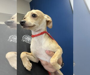 Chihuahua-Unknown Mix Dogs for adoption in Pasadena, TX, USA