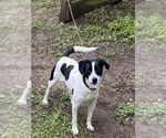 Small #5 Jack Russell Terrier Mix