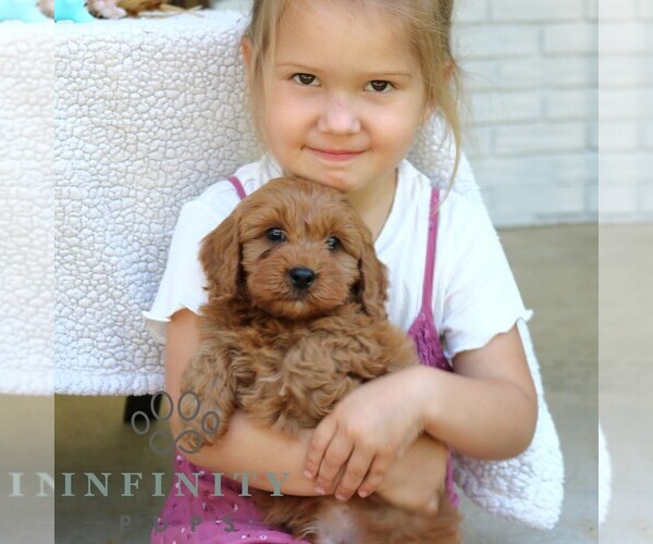 Medium Photo #2 Cavapoo (Miniature) Puppy For Sale in NARVON, PA, USA