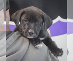 Small #4 Boxer Mix