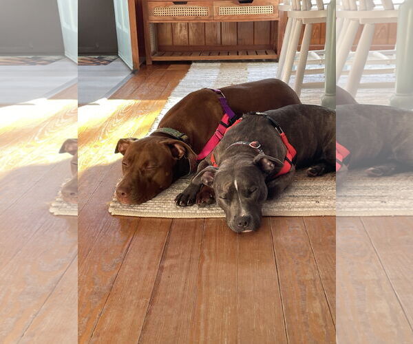 Medium Photo #7 American Pit Bull Terrier Puppy For Sale in Alexandria, VA, USA