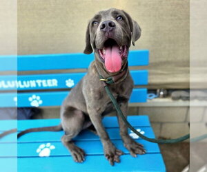 Mutt Dogs for adoption in Long Beach, CA, USA