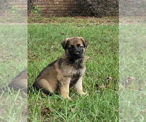 German Shepherd Dog Puppy for sale in LOUISVILLE, AL, USA