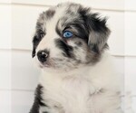 Small Photo #7 Australian Shepherd Puppy For Sale in HOHENWALD, TN, USA