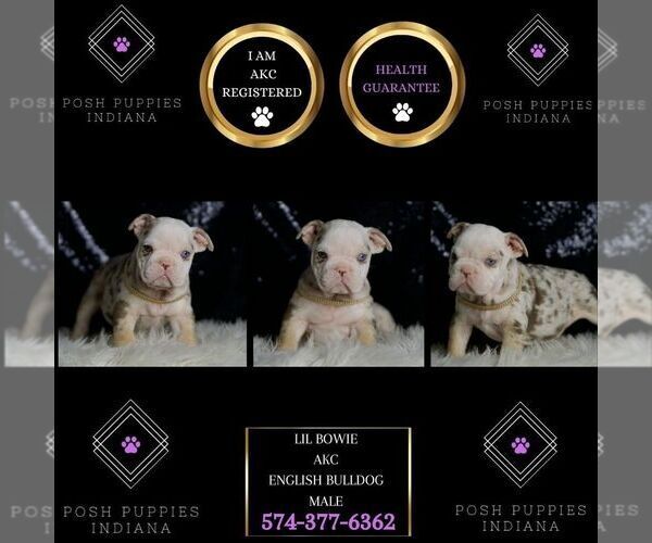 Medium Photo #6 English Bulldog Puppy For Sale in WARSAW, IN, USA