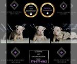 Small #4 English Bulldog
