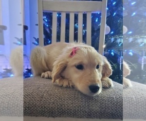 Golden Retriever Puppy for sale in GOSHEN, IN, USA