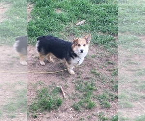 Father of the Pembroke Welsh Corgi puppies born on 06/16/2019