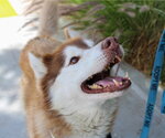Small #1 Siberian Husky