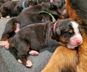 Bernese Mountain Dog Puppy for sale in LEETONIA, OH, USA