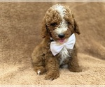 Lane - Male Goldendoodle (Miniature) Puppy for Sale - Small photo