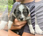 Small #6 Australian Shepherd