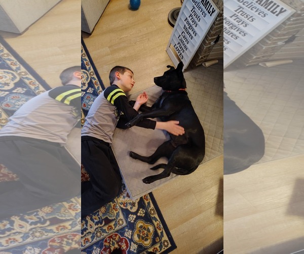 Medium Photo #4 Labrador Retriever-Unknown Mix Puppy For Sale in New London, WI, USA