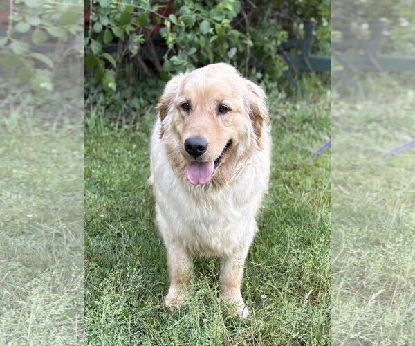 Medium Photo #3 Golden Retriever Puppy For Sale in Spring Lake, NJ, USA