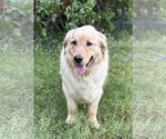 Small #2 Golden Retriever