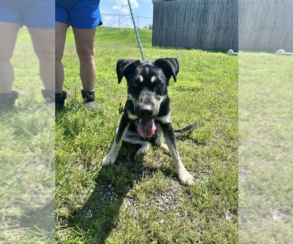 Medium Photo #1 Mutt Puppy For Sale in Abbeville, LA, USA