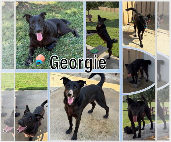Medium Photo #2 German Shepherd Dog-Unknown Mix Puppy For Sale in Georgetown, KY, USA