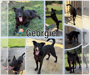 Georgie - Male German Shepherd Dog-Unknown Mix Dog for Adoption - Photo #2