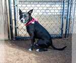 Small #4 Boxer Mix