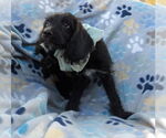 Small #3 Irish Setter-Poodle (Miniature) Mix