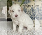 Small Photo #21 Australian Labradoodle Puppy For Sale in WASHINGTON, NC, USA