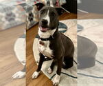 Small #46 American Pit Bull Terrier Mix