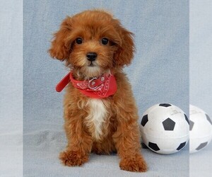 Cavapoo Puppy for sale in MILLERSBURG, OH, USA