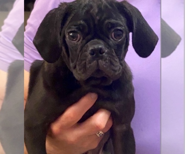 Medium Photo #1 Pug Puppy For Sale in HUTTO, TX, USA