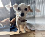 Small #3 Chihuahua Mix