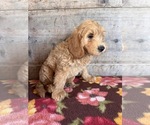 Small #5 Goldendoodle mix (+ Poodle Miniature)