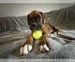 Puppy Red Boxer