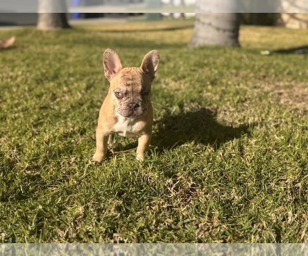 Medium Photo #2 French Bulldog Puppy For Sale in RANCHO CUCAMONGA, CA, USA