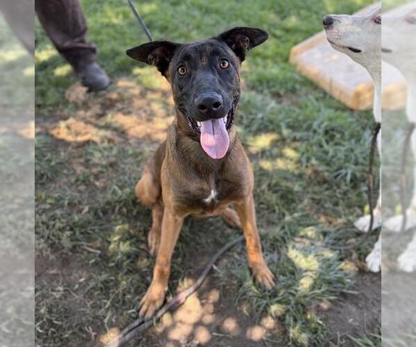 Medium Photo #1 Mutt Puppy For Sale in Modesto, CA, USA