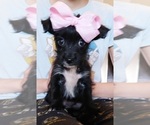 Puppy Puppy 2 YorkiePoo