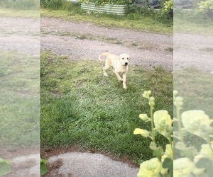 Medium Labrador Retriever