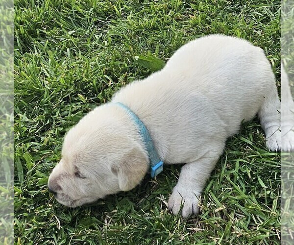 Medium Photo #15 Labrador Retriever Puppy For Sale in CEDAREDGE, CO, USA