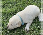 Small Photo #15 Labrador Retriever Puppy For Sale in CEDAREDGE, CO, USA