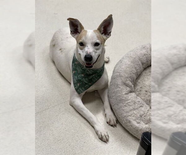 Medium Photo #1 German Shepherd Dog-Unknown Mix Puppy For Sale in Conroe, TX, USA