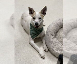 German Shepherd Dog-Unknown Mix Dogs for adoption in Conroe, TX, USA