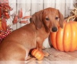 Small Photo #2 Dachshund Puppy For Sale in MOUNT VERNON, OH, USA