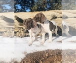 Small Photo #9 German Shorthaired Pointer Puppy For Sale in FLORISSANT, CO, USA