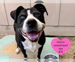 Small #2 American Pit Bull Terrier Mix