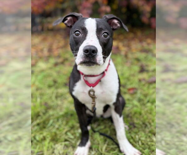 Medium Photo #1 Mutt Puppy For Sale in Petaluma, CA, USA