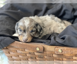 Aussiedoodle Miniature  Puppy for sale in HIGGINSVILLE, MO, USA