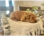 Puppy Green Girl Golden Retriever