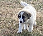 Small Photo #1 Anatolian Shepherd Puppy For Sale in TOPEKA, KS, USA