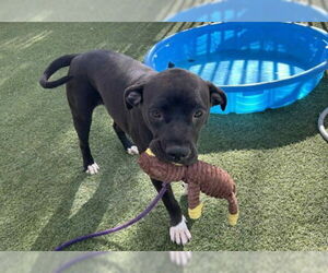 American Pit Bull Terrier-Unknown Mix Dogs for adoption in Las Vegas, NV, USA