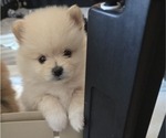 Small #1 Pomeranian